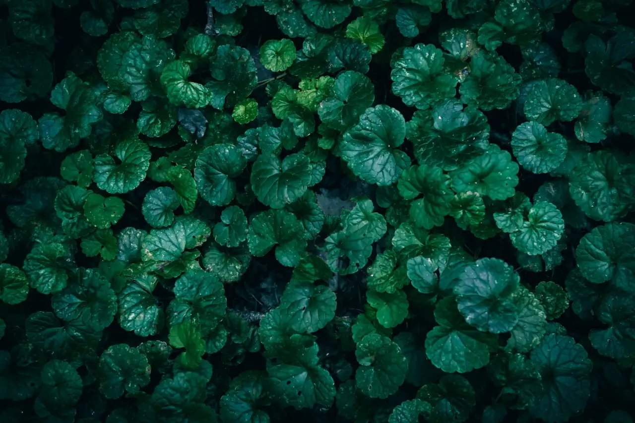 电蚊拍与灭蚊灯组合使用方案：家庭防蚊效果实测对比
